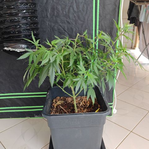 ♀️Mother Gelato-K 🍦P1 growlog timeline photo