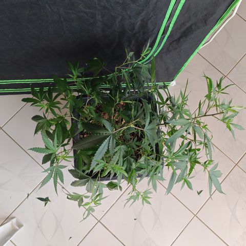 ♀️Mother Gelato-K 🍦P1 growlog timeline photo