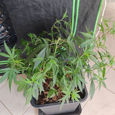 ♀️Mother Gelato-K 🍦P1 growlog timeline photo