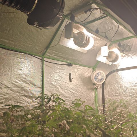 B1 Mango Sapphire 🥭💎  #01 growlog photo: I'm adding a last 100w 6500K for a total of 300W 