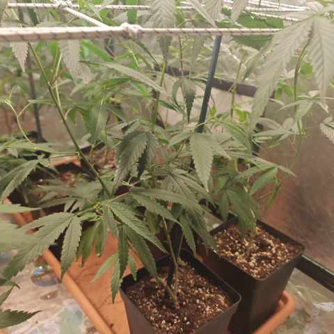 B1 Mango Sapphire 🥭💎  #01 growlog timeline photo