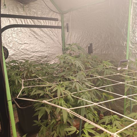 B1 Mango Sapphire 🥭💎  #01 growlog timeline photo