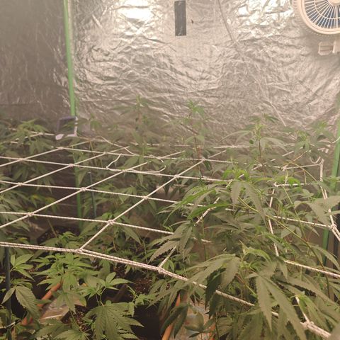 B1 Mango Sapphire 🥭💎  #01 growlog timeline photo
