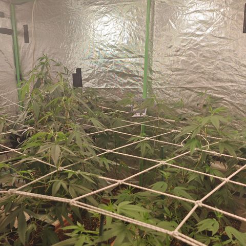 B1 Mango Sapphire 🥭💎  #01 growlog photo: Good looking plants 5 days after taking clones