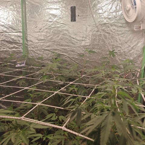 B1 Mango Sapphire 🥭💎  #01 growlog photo: Good looking plants 5 days after taking clones