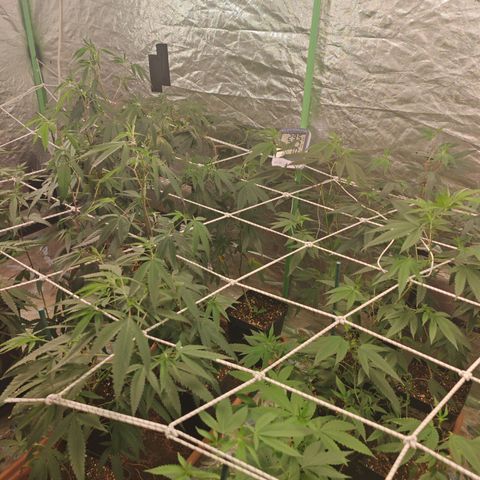 B1 Mango Sapphire 🥭💎  #01 growlog photo: Good looking plants 5 days after taking clones