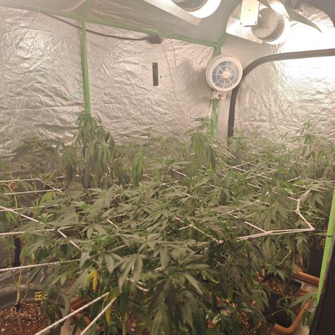 B1 Mango Sapphire 🥭💎  #01 growlog timeline photo