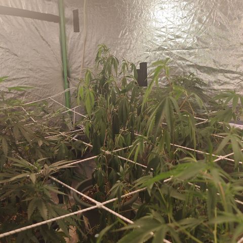 B1 Mango Sapphire 🥭💎  #01 growlog timeline photo