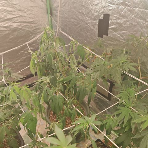B1 Mango Sapphire 🥭💎  #01 growlog timeline photo