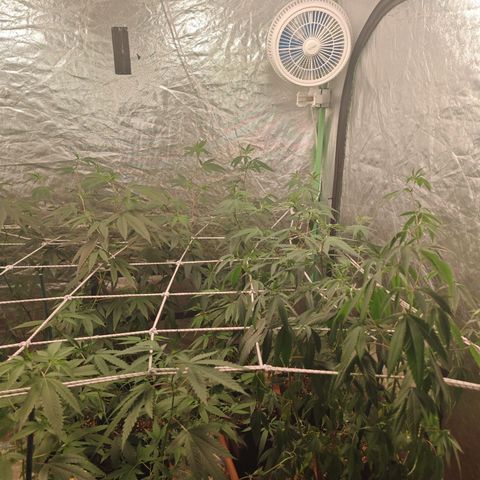 B1 Mango Sapphire 🥭💎  #01 growlog timeline photo