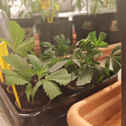 B1 Mango Sapphire 🥭💎  #01 growlog photo: Starting a new batch using honey instead of rooting hormone
-2 clones of Gelato-K #P2
-1 clone of Candy kush
-5 clones of Mango Sapphire 