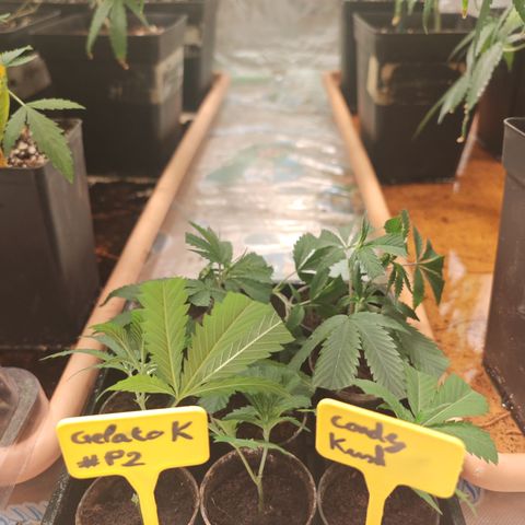 B1 Mango Sapphire 🥭💎  #01 growlog photo: Starting a new batch using honey instead of rooting hormone
-2 clones of Gelato-K #P2
-1 clone of Candy kush
-5 clones of Mango Sapphire 
