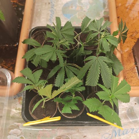 B1 Mango Sapphire 🥭💎  #01 growlog photo: Starting a new batch using honey instead of rooting hormone
-2 clones of Gelato-K #P2
-1 clone of Candy kush
-5 clones of Mango Sapphire 