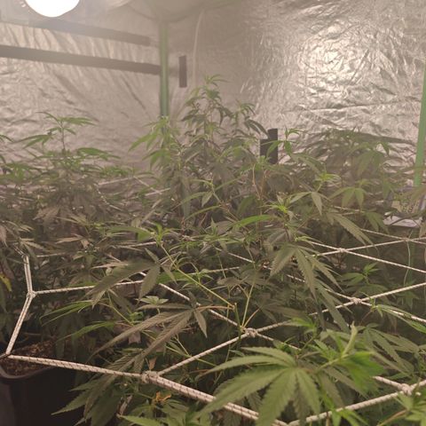 B1 Mango Sapphire 🥭💎  #01 growlog timeline photo