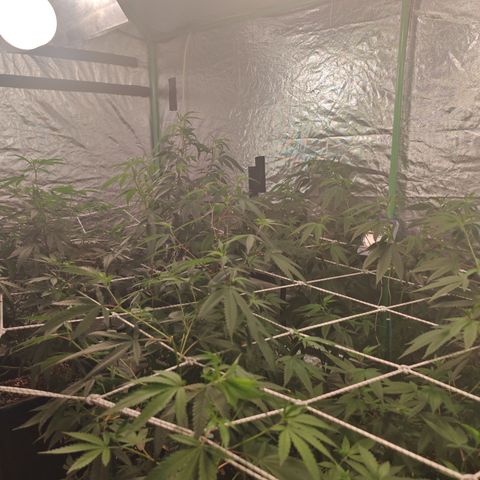 B1 Mango Sapphire 🥭💎  #01 growlog timeline photo