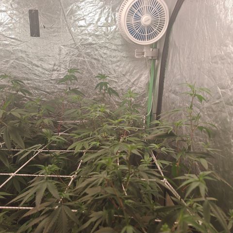 B1 Mango Sapphire 🥭💎  #01 growlog timeline photo