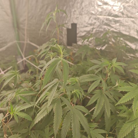 B1 Mango Sapphire 🥭💎  #01 growlog photo: The tips are turning brown 