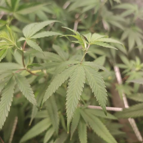 B1 Mango Sapphire 🥭💎  #01 growlog photo: The tips are turning brown 