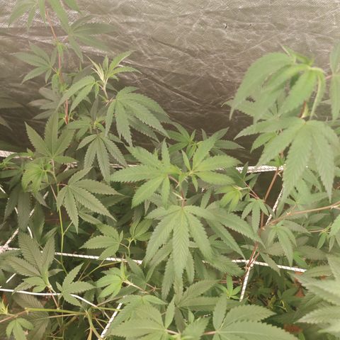B1 Mango Sapphire 🥭💎  #01 growlog photo: The tips are turning brown 