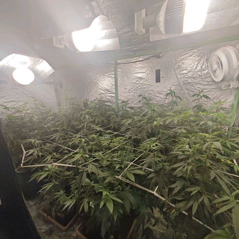 B1 Mango Sapphire 🥭💎  #01 growlog timeline photo