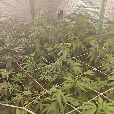 B1 Mango Sapphire 🥭💎  #01 growlog timeline photo