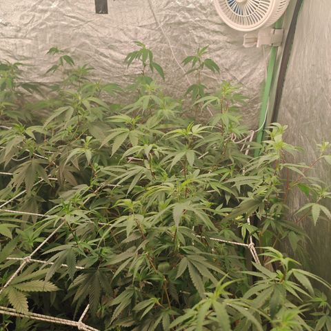 B1 Mango Sapphire 🥭💎  #01 growlog timeline photo