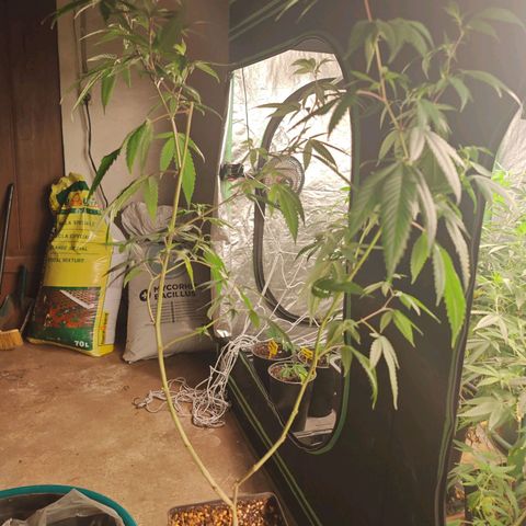 B1 Mango Sapphire 🥭💎  #01 growlog timeline photo