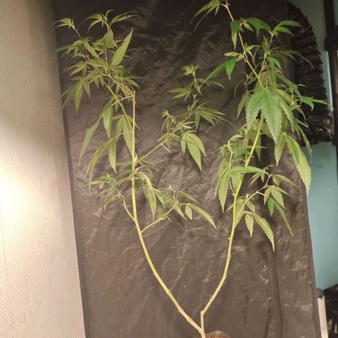 B1 Mango Sapphire 🥭💎  #01 growlog timeline photo