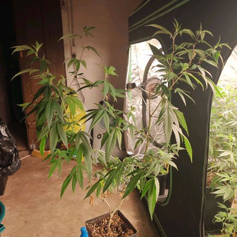 B1 Mango Sapphire 🥭💎  #01 growlog timeline photo