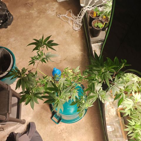 B1 Mango Sapphire 🥭💎  #01 growlog timeline photo