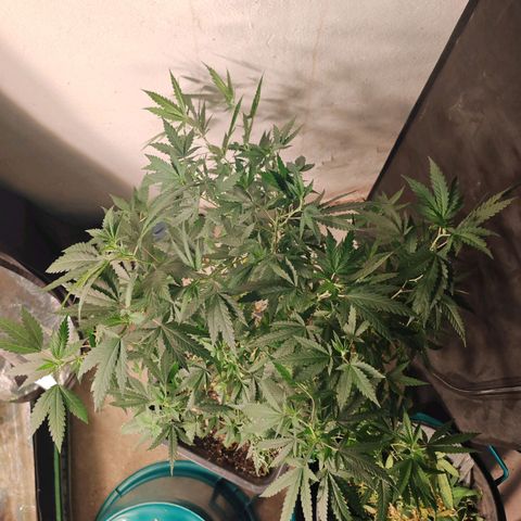 ♀️Mother Gelato-K 🍦P1 growlog timeline photo