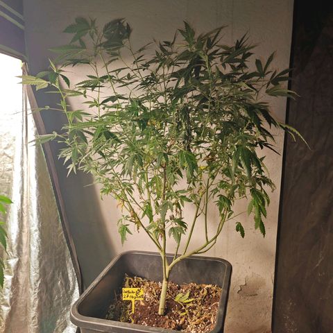 ♀️Mother Gelato-K 🍦P1 growlog timeline photo