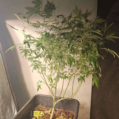 ♀️Mother Gelato-K 🍦P1 growlog timeline photo