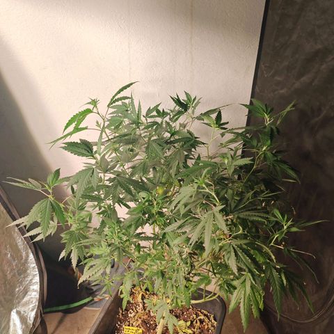♀️Mother Gelato-K 🍦P1 growlog timeline photo