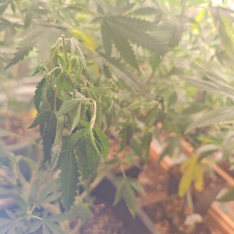 ♀️Mother Gelato-K 🍦P1 growlog timeline photo
