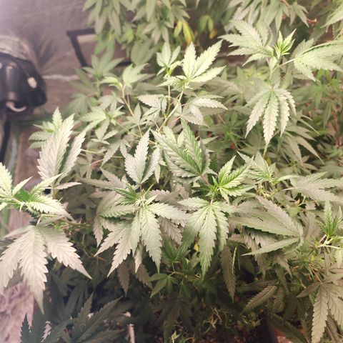 ♀️Mother Gelato-K 🍦P1 growlog timeline photo