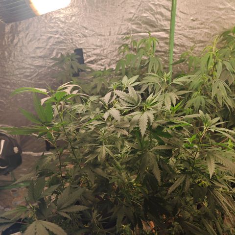 ♀️Mother Gelato-K 🍦P1 growlog timeline photo