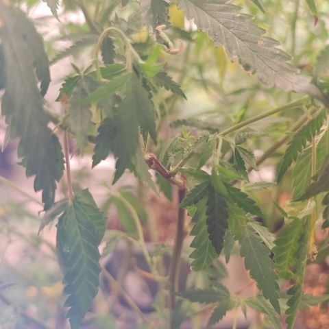 ♀️Mother Gelato-K 🍦P1 growlog timeline photo