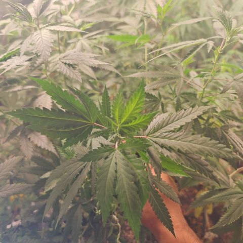 ♀️Mother Gelato-K 🍦P1 growlog timeline photo