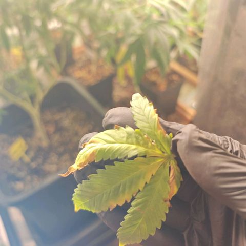 ♀️Mother Gelato-K 🍦P1 growlog photo: I think it's a potassium deficiency 