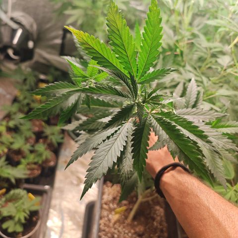 ♀️Mother Gelato-K 🍦P1 growlog timeline photo