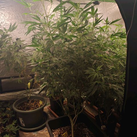 ♀️Mother Gelato-K 🍦P1 growlog timeline photo