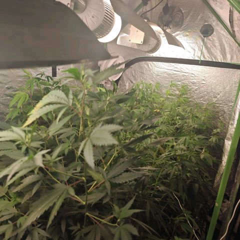 B1 Mango Sapphire 🥭💎  #01 growlog timeline photo