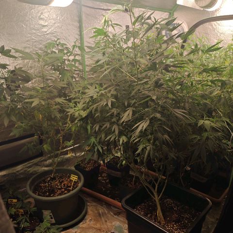 B1 Mango Sapphire 🥭💎  #01 growlog timeline photo