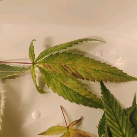 B1 Mango Sapphire 🥭💎  #01 growlog timeline photo