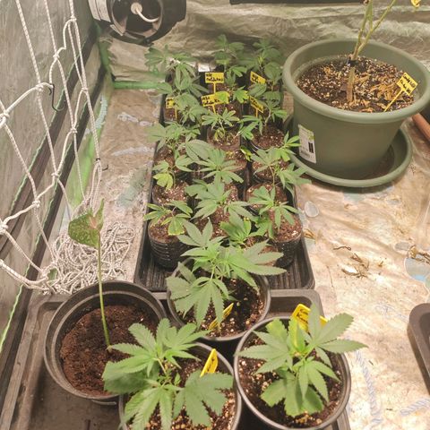 B1 Mango Sapphire 🥭💎  #01 growlog photo: À little bit of light burn..