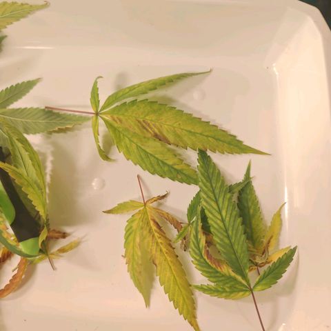 B1 Mango Sapphire 🥭💎  #01 growlog timeline photo