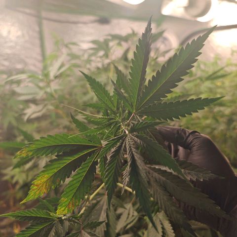 B1 Mango Sapphire 🥭💎  #01 growlog photo: À little bit of light burn..