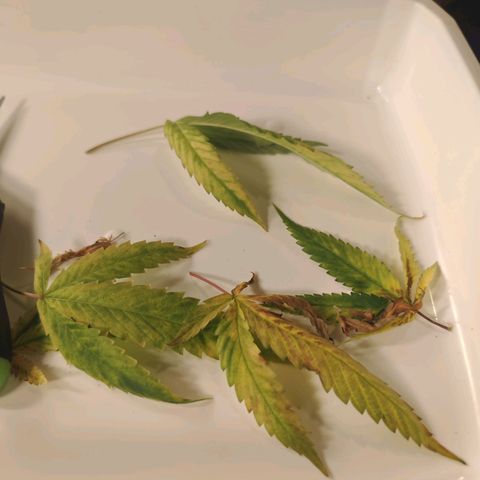 B1 Mango Sapphire 🥭💎  #01 growlog timeline photo