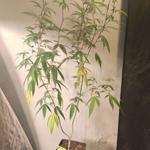 B1 Mango Sapphire 🥭💎  #01 growlog timeline photo